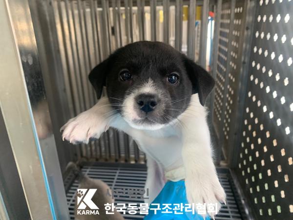 한국동물구조관리협회_441382202500184