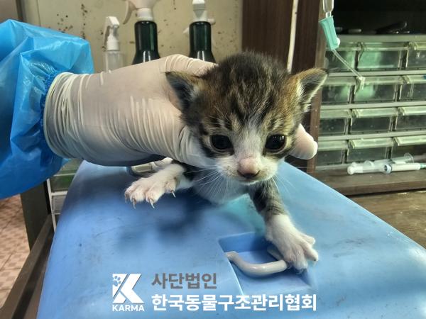 보호중 한국 고양이…