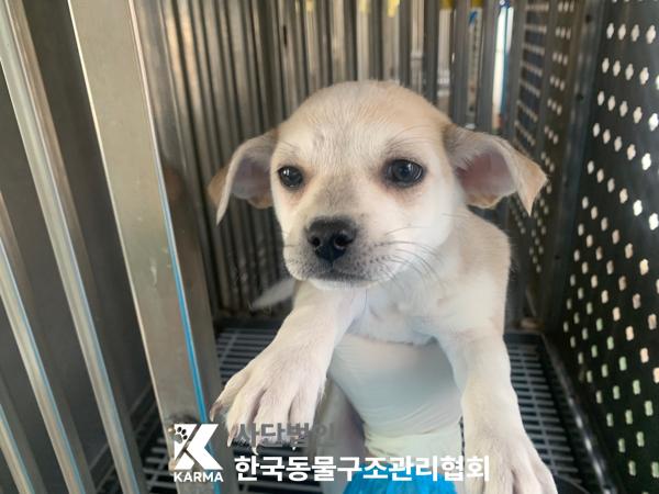 보호중 믹스견의 가…
