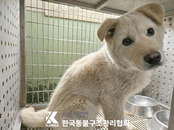 한국동물구조관리협회_441414202500120