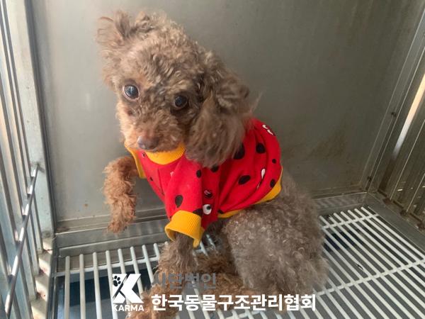 한국동물구조관리협회_441382202500186