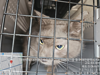 대전동물보호센터_430365202500055