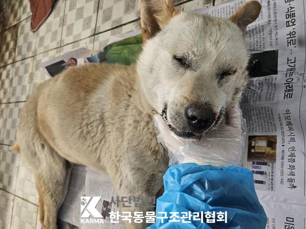 종료(자연사) 믹스…