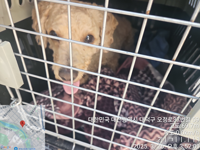 대전동물보호센터_430365202500054