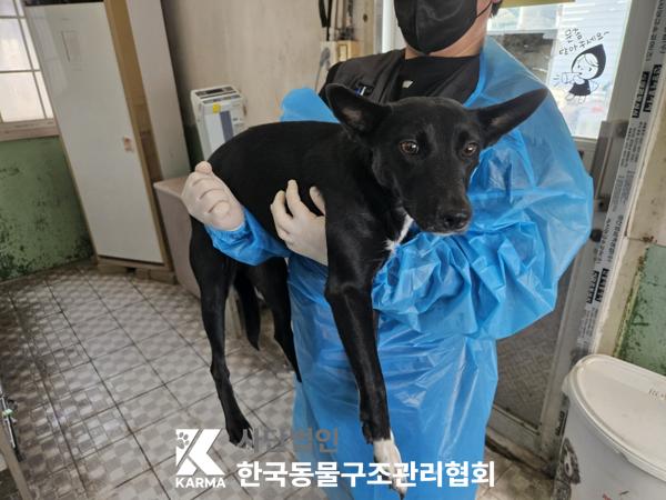 한국동물구조관리협회_411322202500097