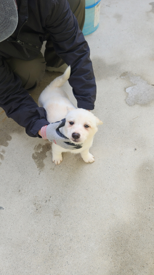 익산유기동물보호소_445468202500772