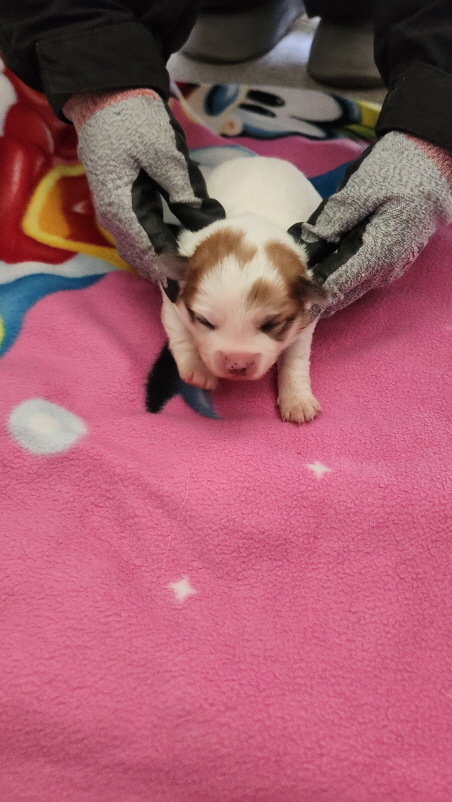 익산유기동물보호소_445468202500771