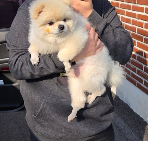 창원유기동물보호소_448567202500342
