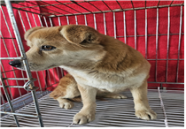 (사)동물보호관리협회_448535202500423