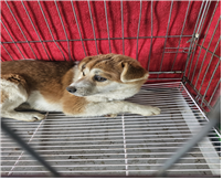 (사)동물보호관리협회_448535202500422