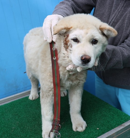 제주 동물보호센터_450650202500714