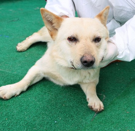 제주 동물보호센터_450650202500720