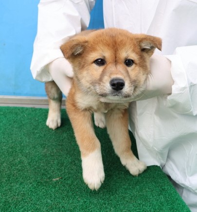 제주 동물보호센터_450650202500712