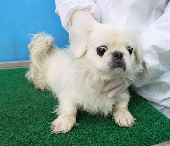 제주 동물보호센터_450650202500716