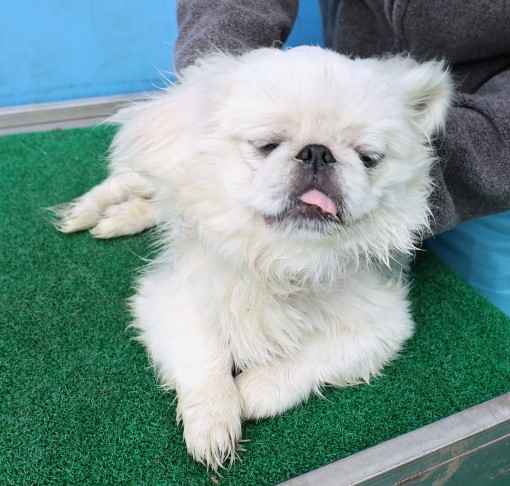 제주 동물보호센터_450650202500717