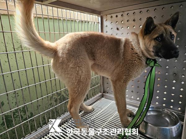 한국동물구조관리협회_441406202500265