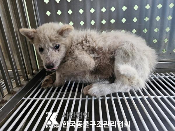 한국동물구조관리협회_441409202500435