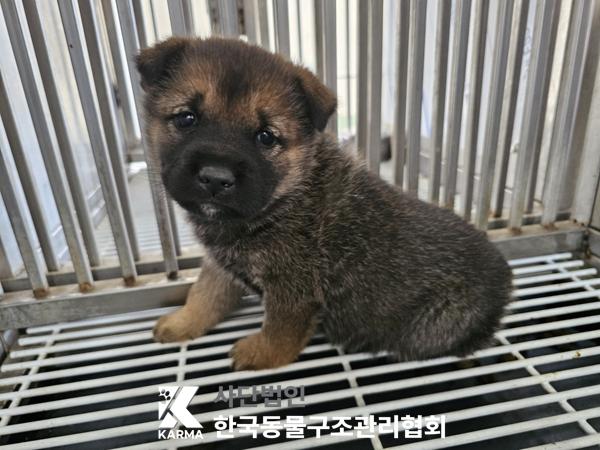 보호중 믹스견의 가…