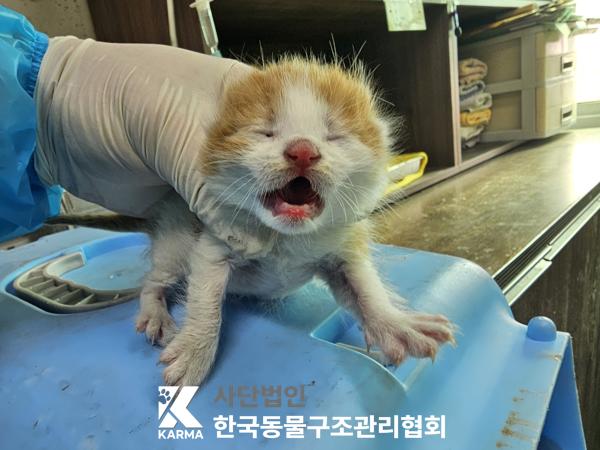 한국동물구조관리협회_411317202500102