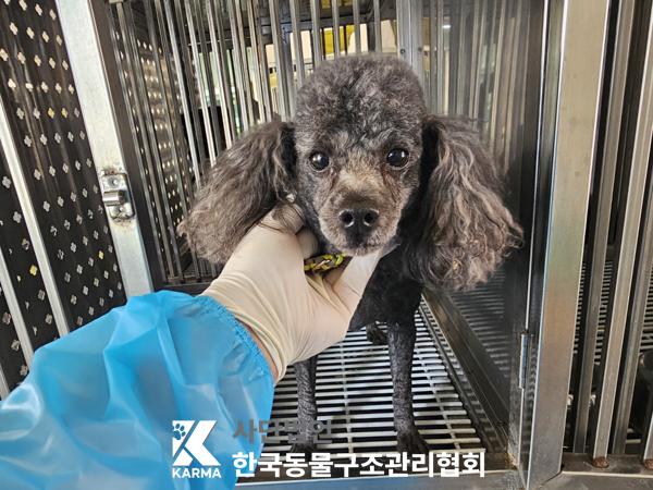 한국동물구조관리협회_441409202500433