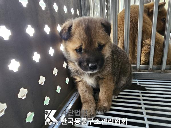 한국동물구조관리협회_441406202500260