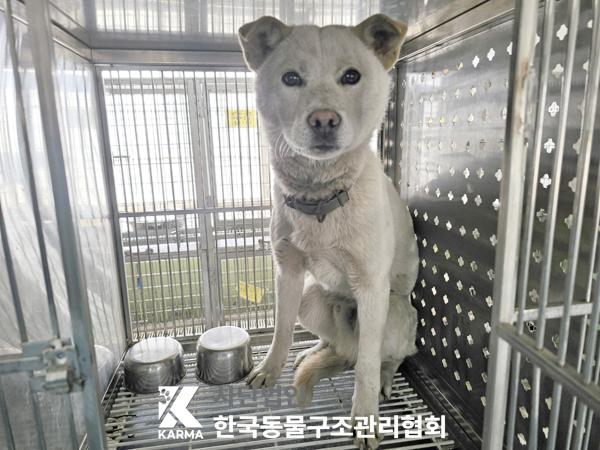 보호중 믹스견의 가…