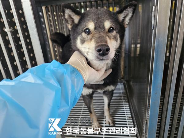 한국동물구조관리협회_441382202500197