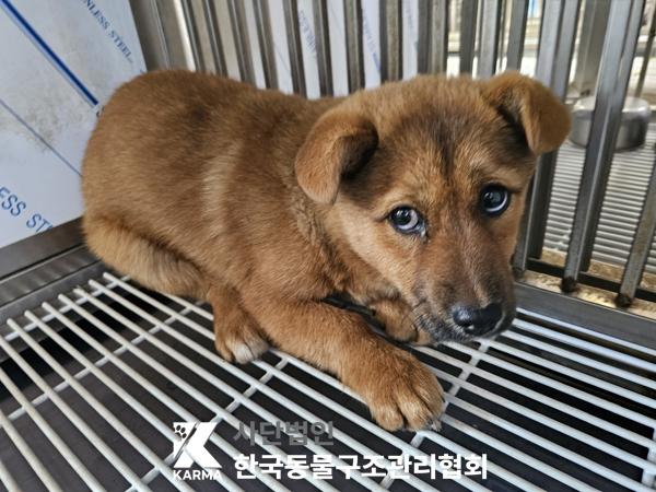 한국동물구조관리협회_441409202500436
