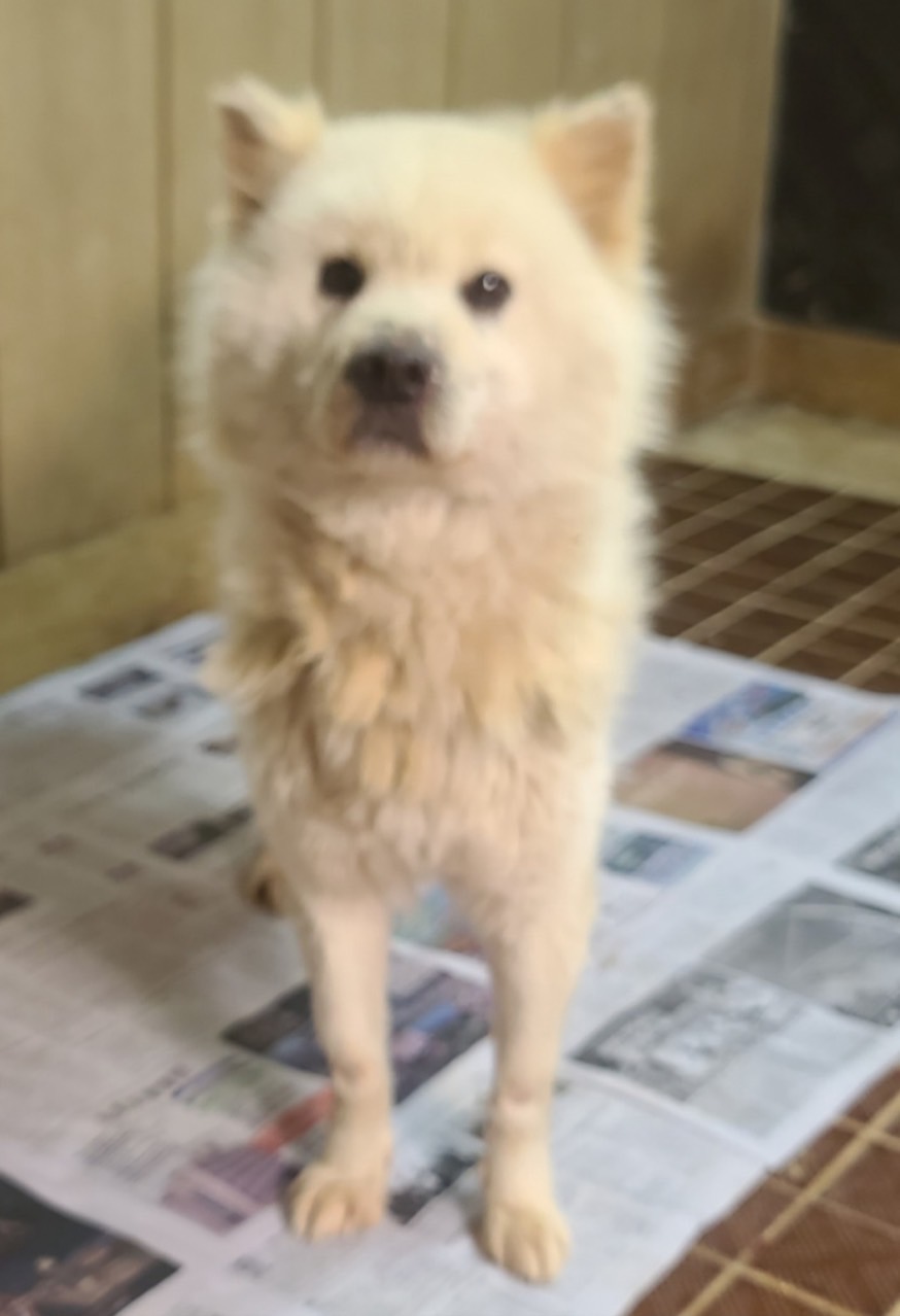 횡성유기동물보호센터_442426202500040