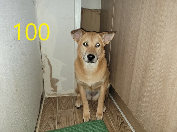 신영재동물병원_428355202500122