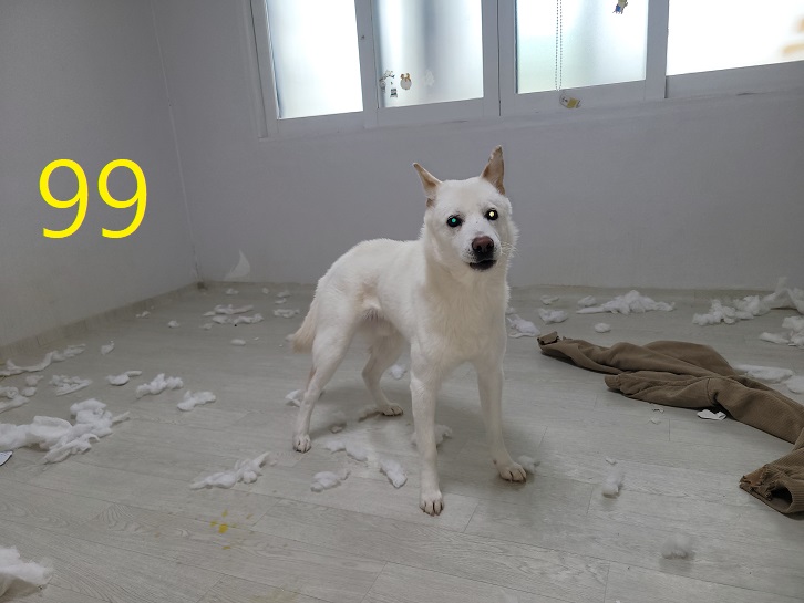 신영재동물병원_428355202500121
