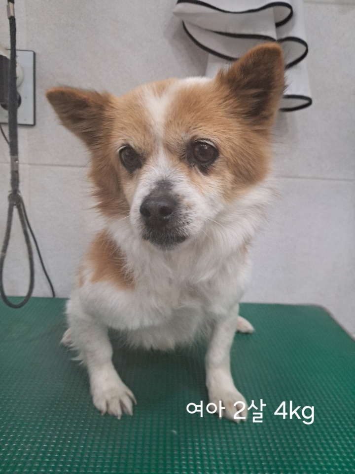 종료(입양) 믹스견…