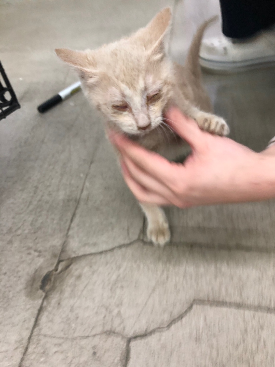 디디동물병원_428357202500311