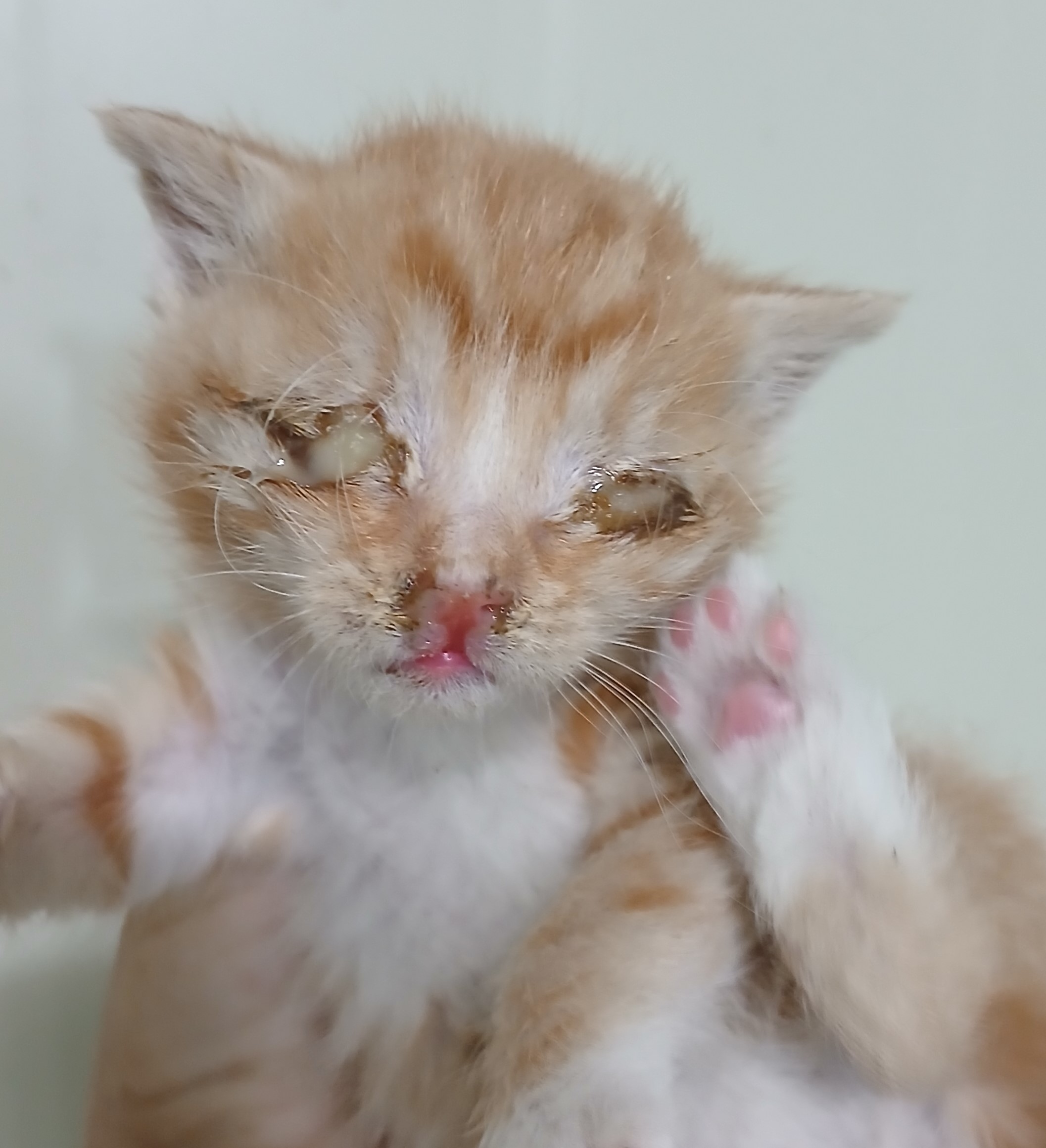 대구유기동물보호협회_427344202500072