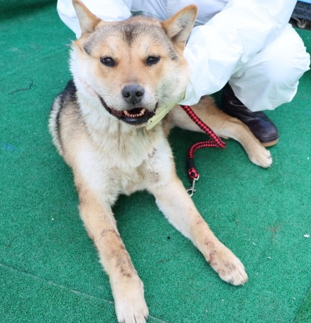 제주 동물보호센터_450650202500725