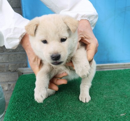 제주 동물보호센터_450650202500722