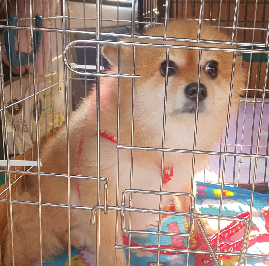 보호중 포메라니안의…