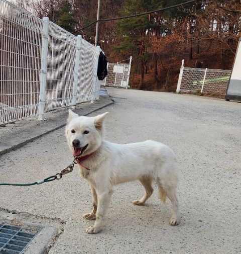 충주시동물보호센터_443439202500158