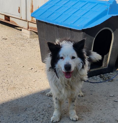 충주시동물보호센터_443439202500152