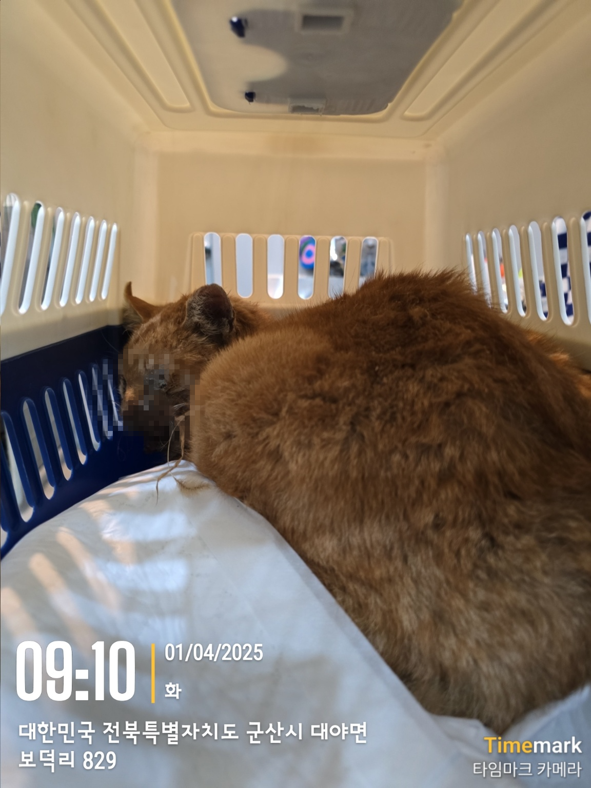 군산유기동물보호센터_445467202500450