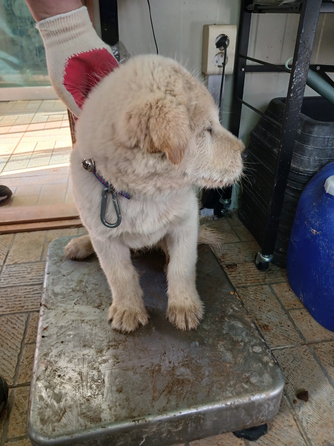 영주시 동물보호센터_447509202500100