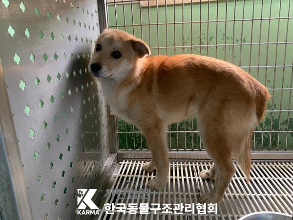 보호중 믹스견의 가…