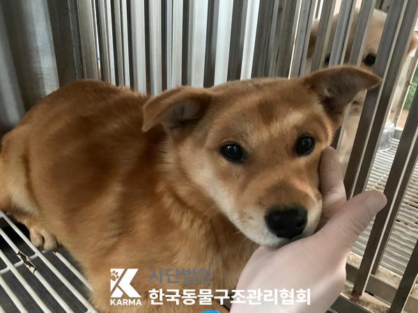 한국동물구조관리협회_441559202500287