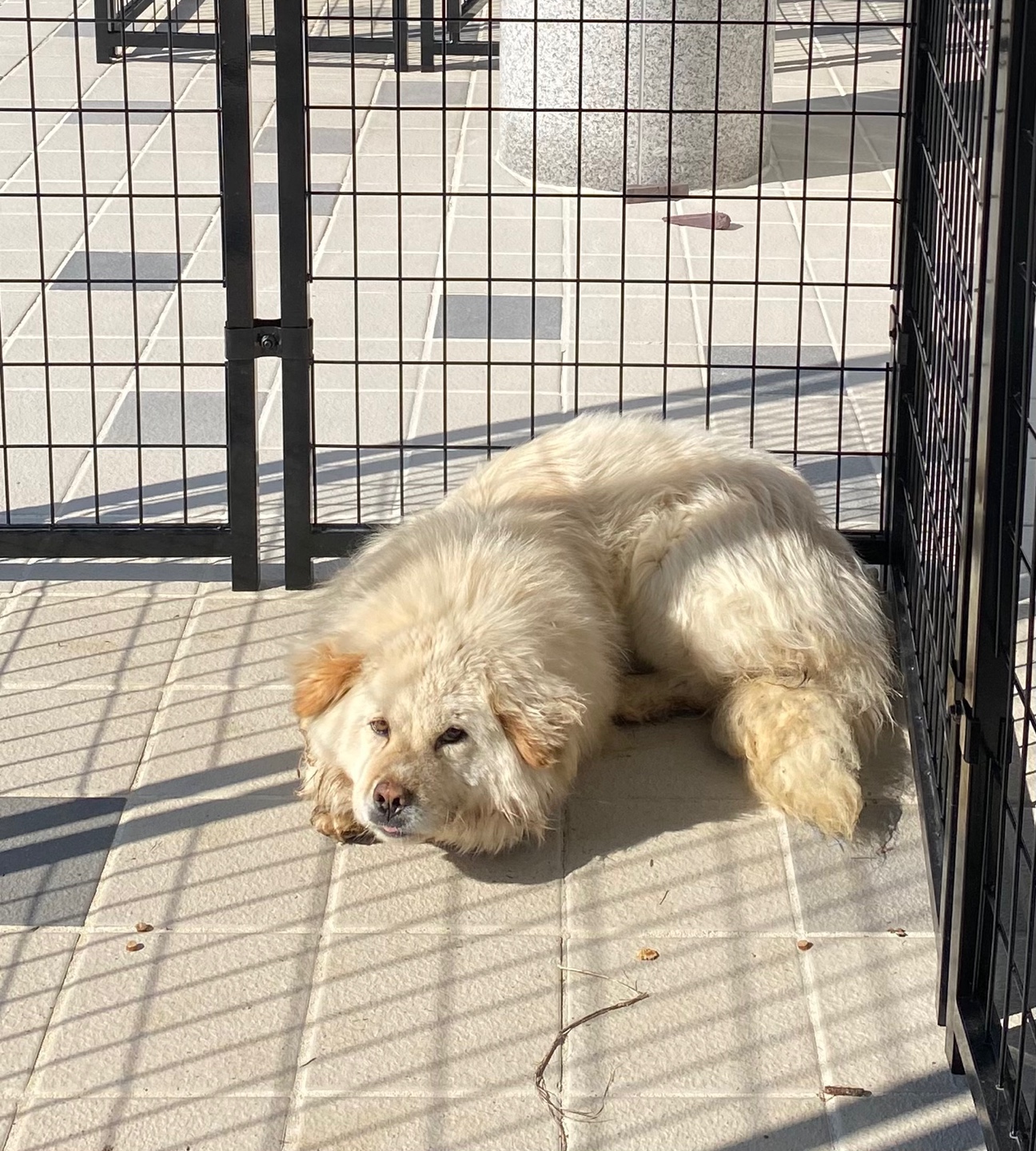 구미시 동물보호센터_447508202500575