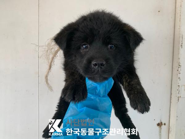 보호중 믹스견의 가…