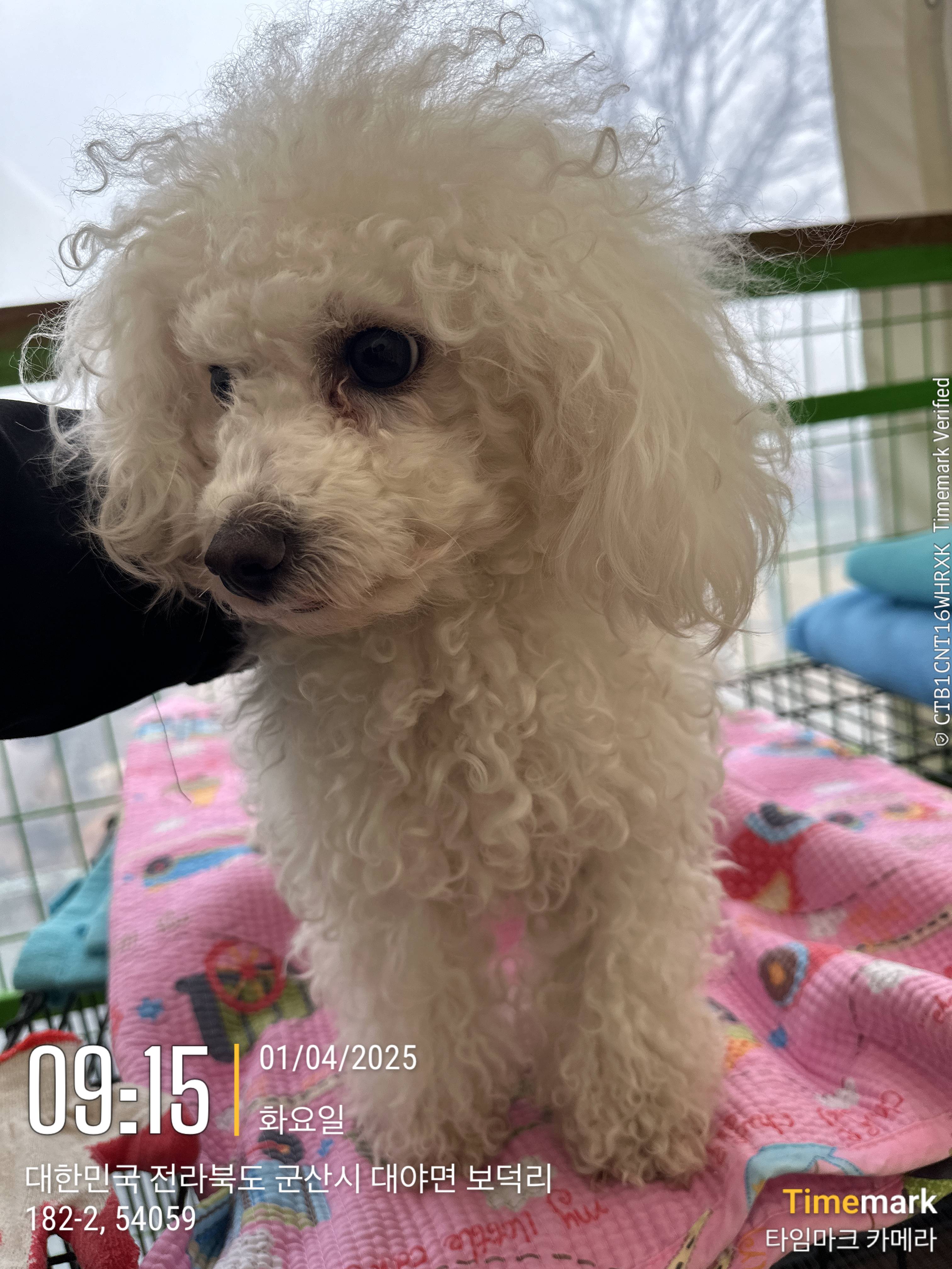 군산유기동물보호센터_445467202500455
