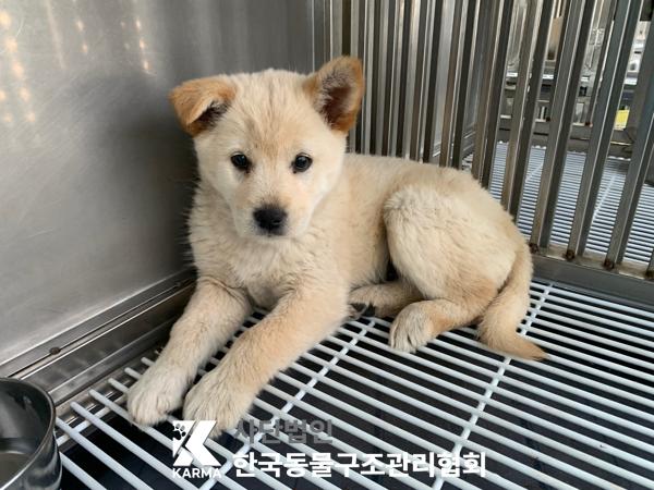 한국동물구조관리협회_441559202500289