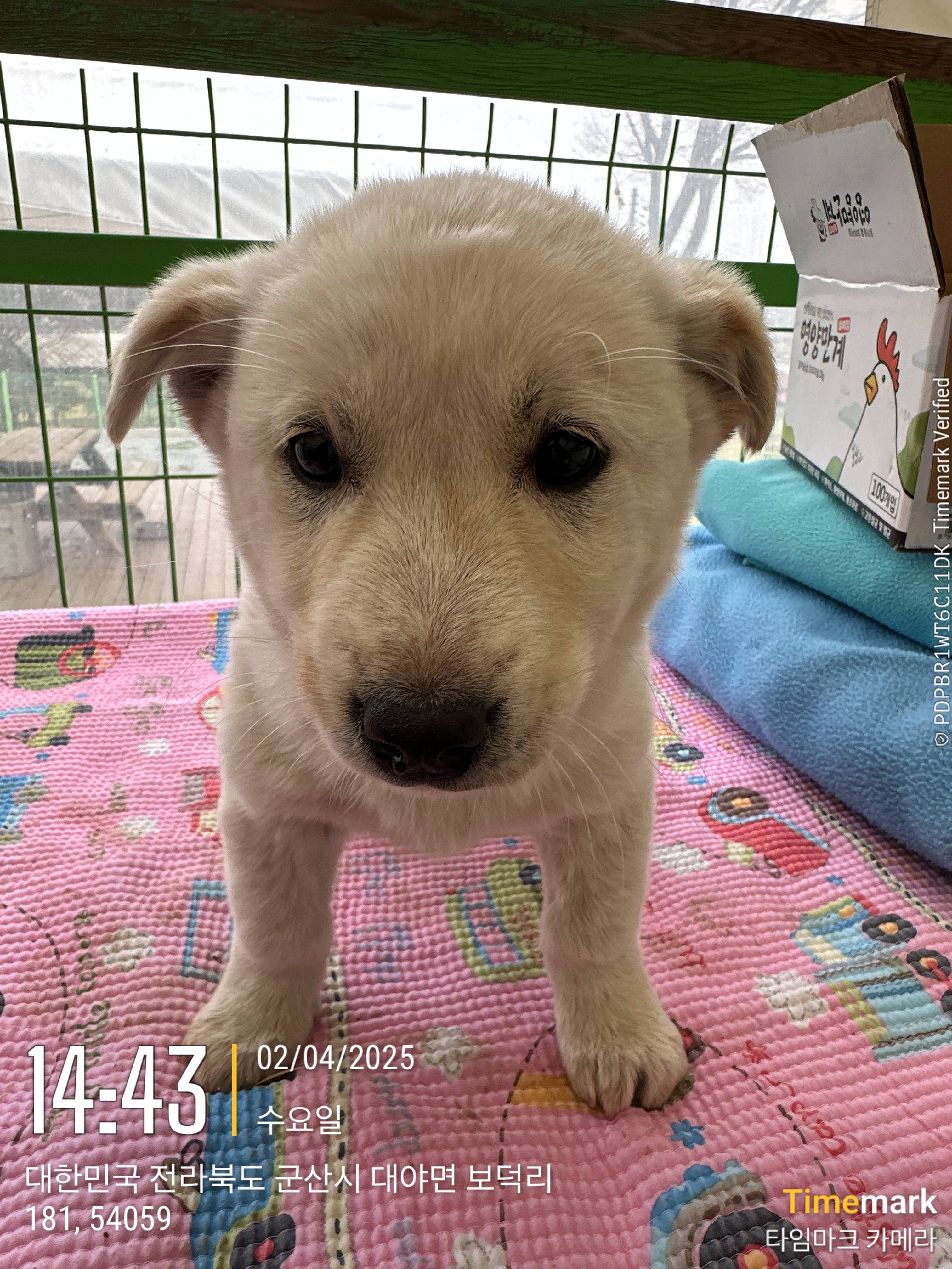 군산유기동물보호센터_445467202500466
