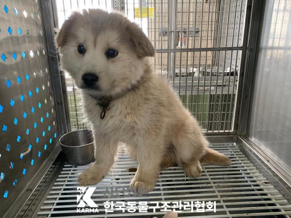 보호중 믹스견의 가…