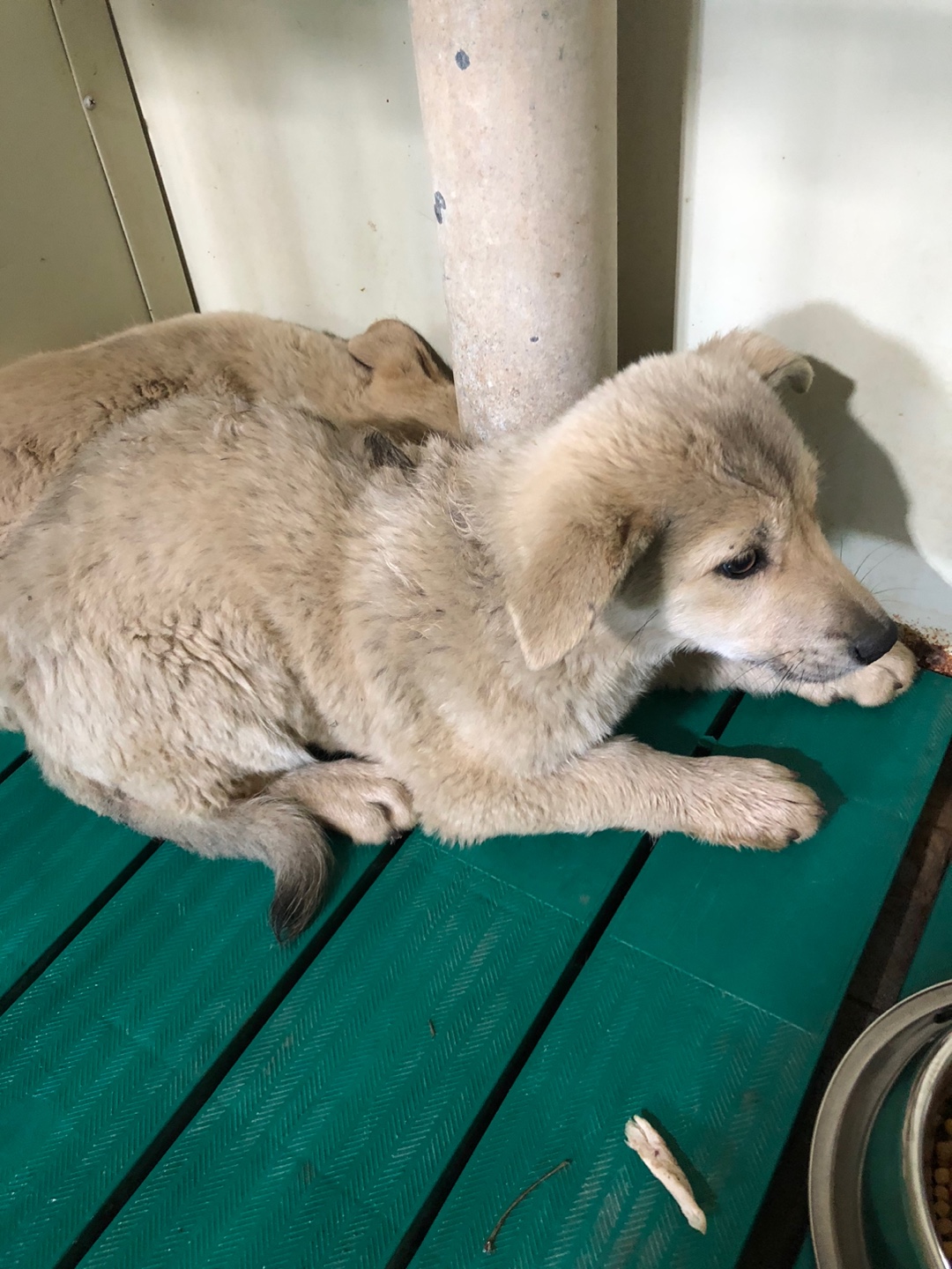 디디동물병원_428357202500312